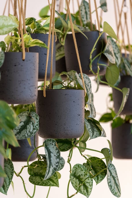 Pottery Pots - Bloempot Charlie M (hanging) Black Washed, Black Washed Ø18 cm