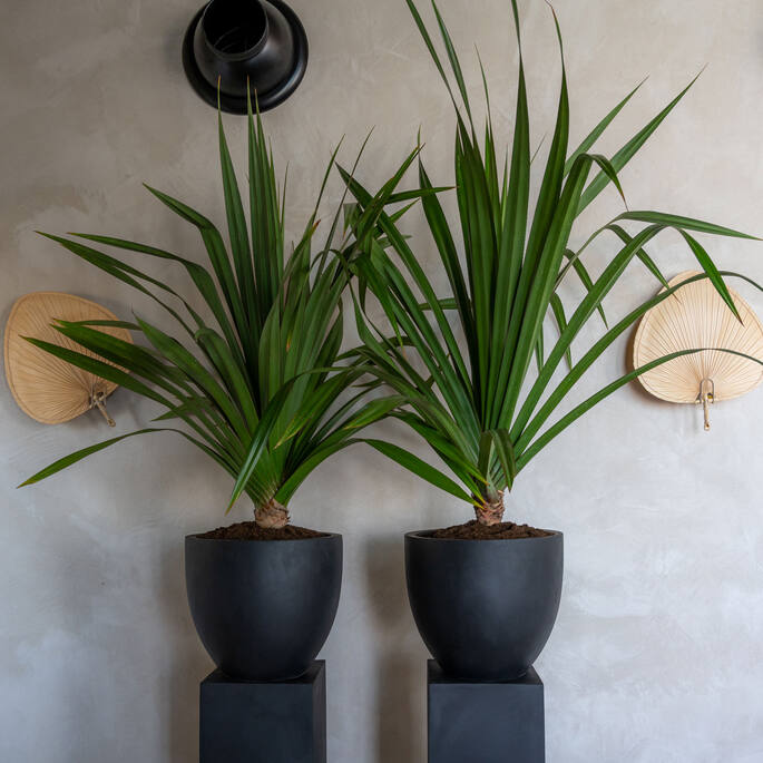 Pottery Pots - Bloempot Jesslyn S, Zwart Ø50 cm