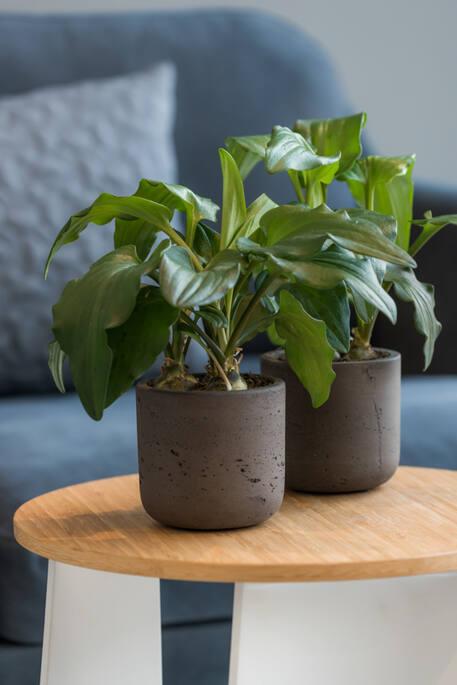 Pottery Pots - Bloempot Charlie XXXS, Black Washed Ø8,5 cm