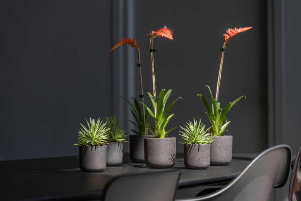 Pottery Pots - Bloempot Charlie XXS, Black Washed Ø10,6 cm