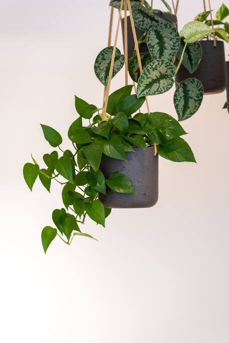 Pottery Pots - Bloempot Charlie XS (hanging) Black Washed, Black Washed Ø12 cm