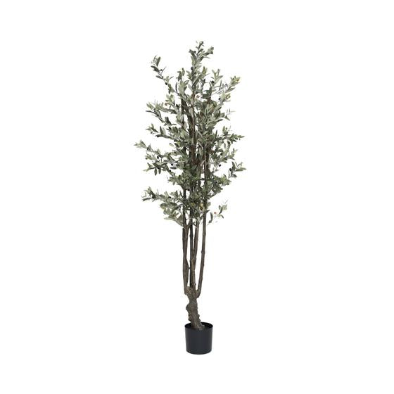 Pottery Pots - Nepplanten Olive Tree M, Groen