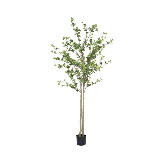 Pottery Pots - Nepplanten Enkianthus perulatus XL, Groen