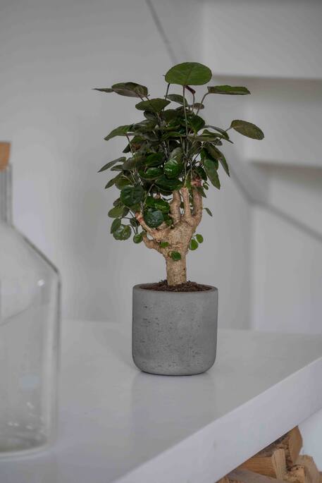 Pottery Pots - Bloempot Charlie S, Mocha Washed Ø15 cm