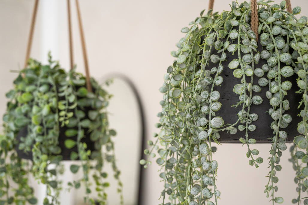 Pottery Pots - Bloempot Patt L (hanging) Black Washed, Black Washed Ø20 cm