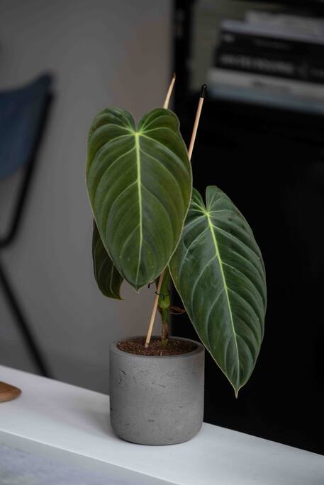 Pottery Pots - Bloempot Charlie S, Mocha Washed Ø15 cm