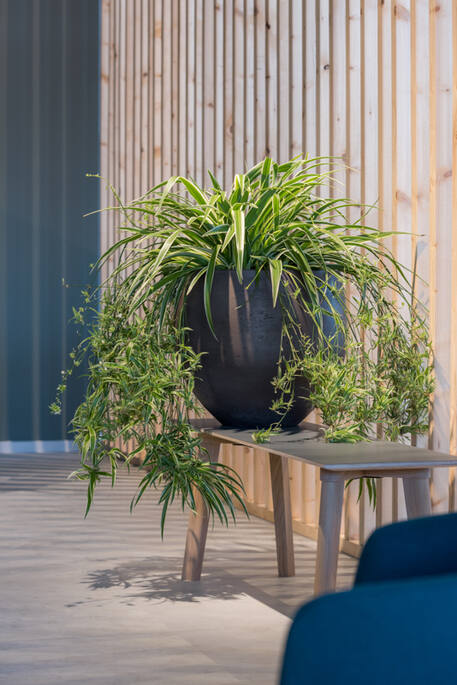 Pottery Pots - Bloempot Orb M, Black Washed Ø48 cm