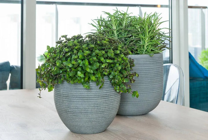 Abby S, Donkergrijs