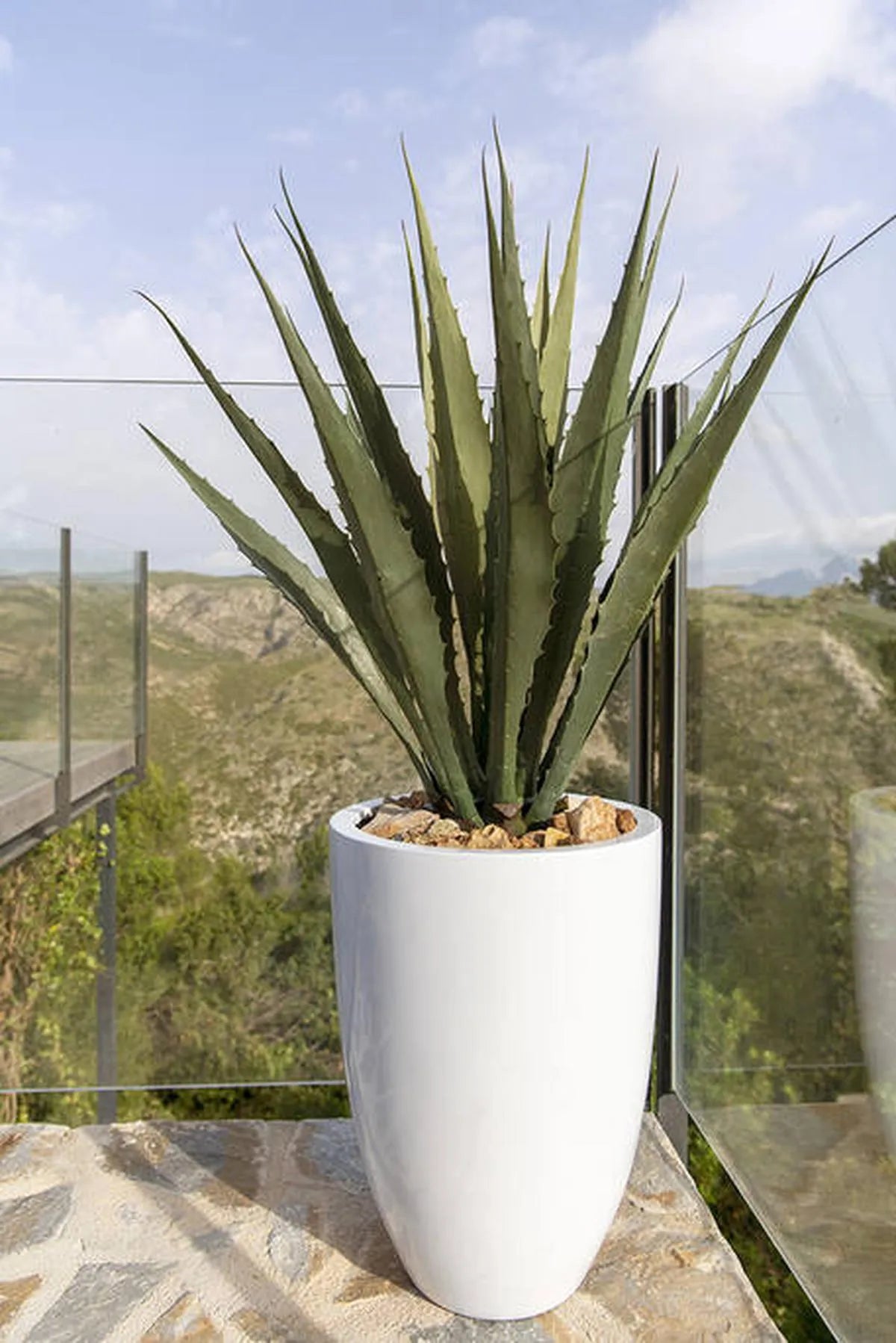 Agave L, Groen