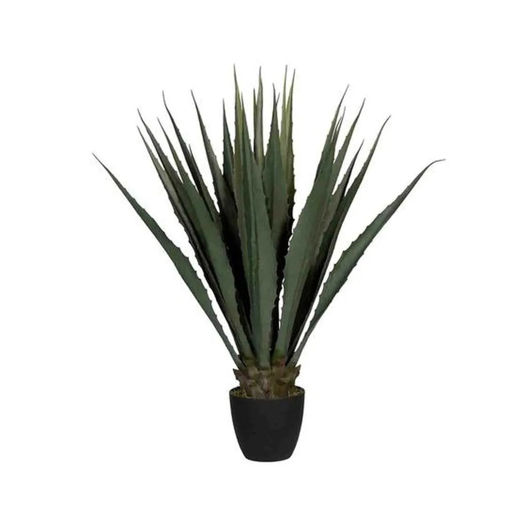 Agave L, Groen