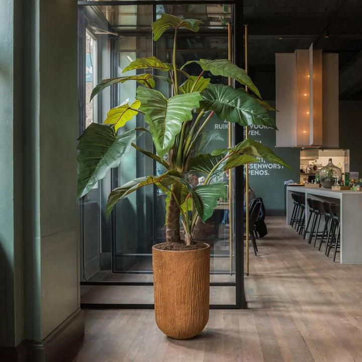 Alocasia Tree L, Groen