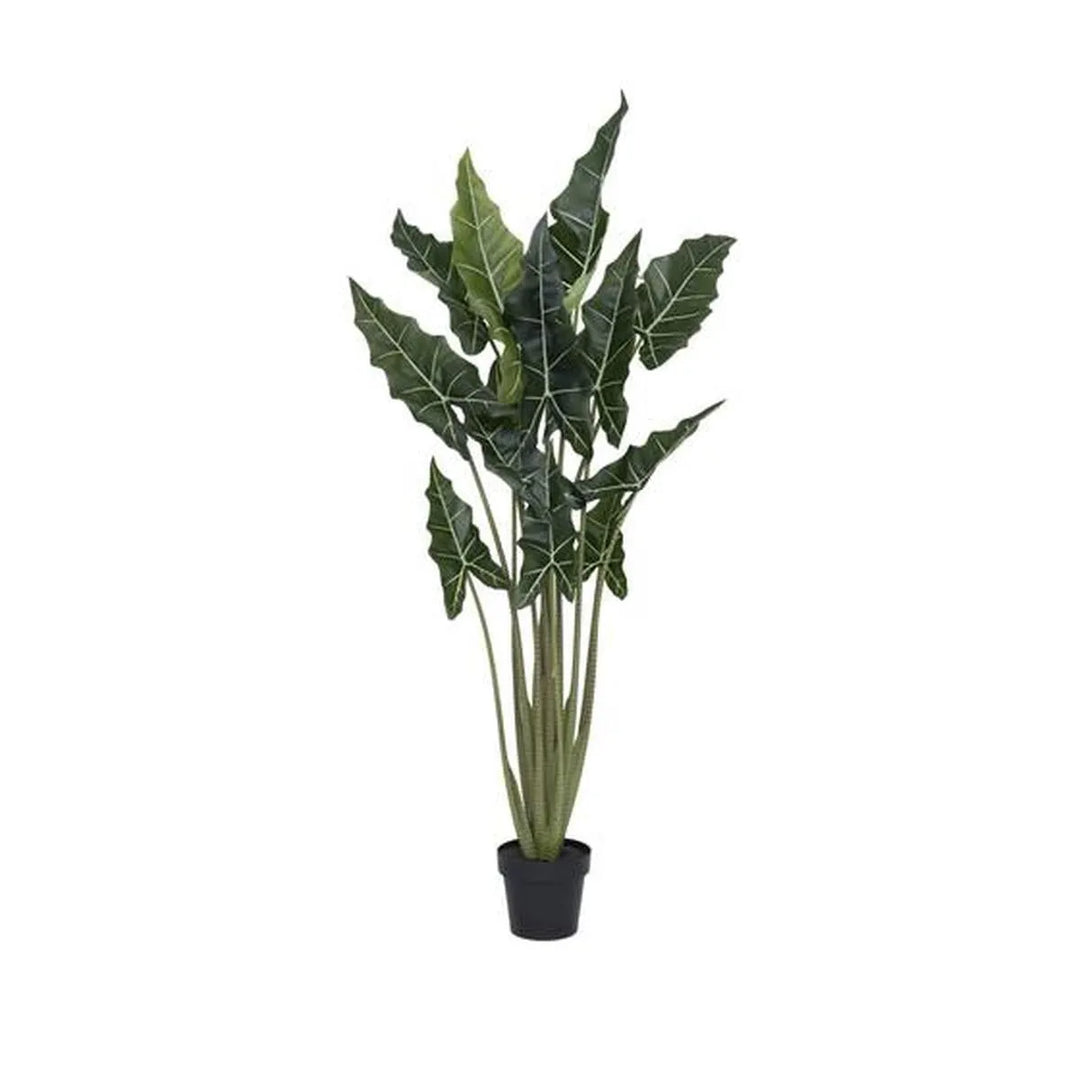 Alocasia taro M, Groen