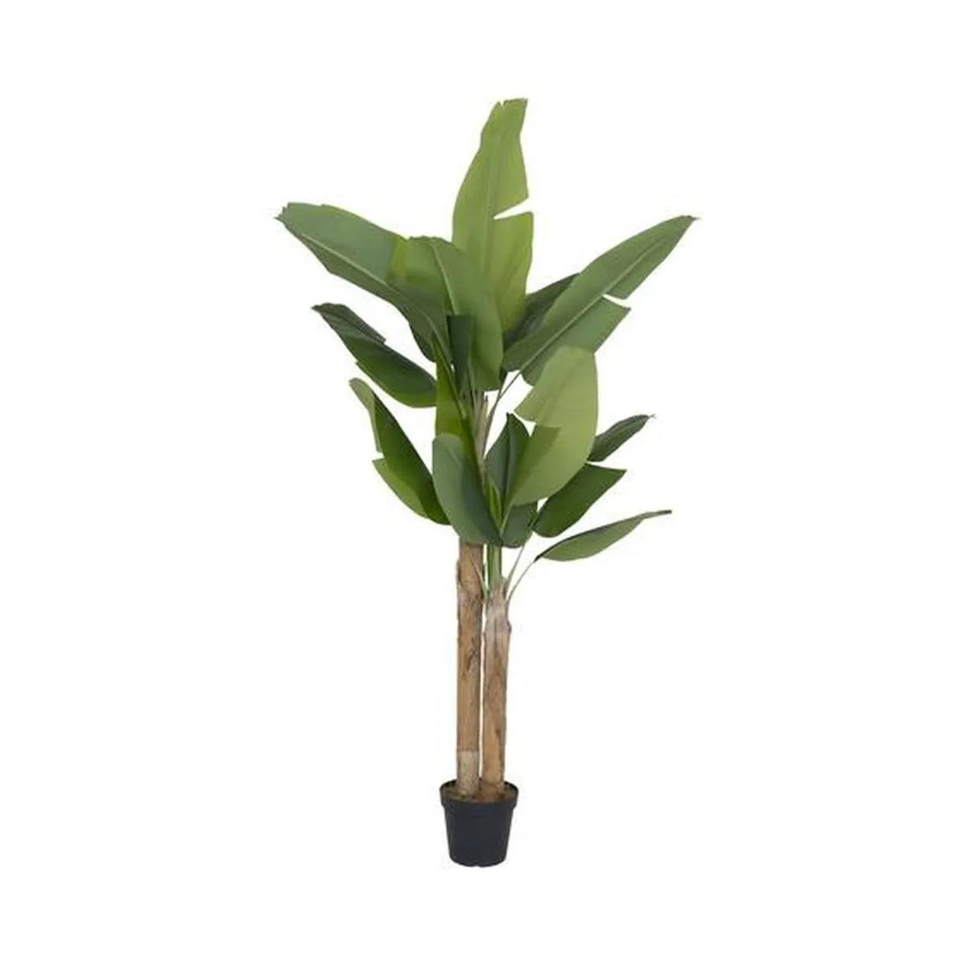 Banana tree M, Groen