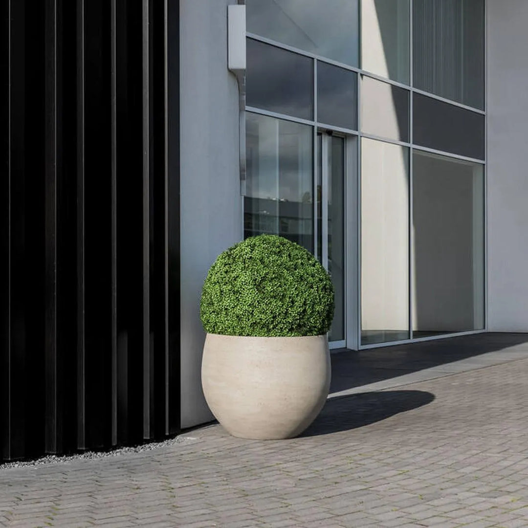 Boxwood XS, Groen