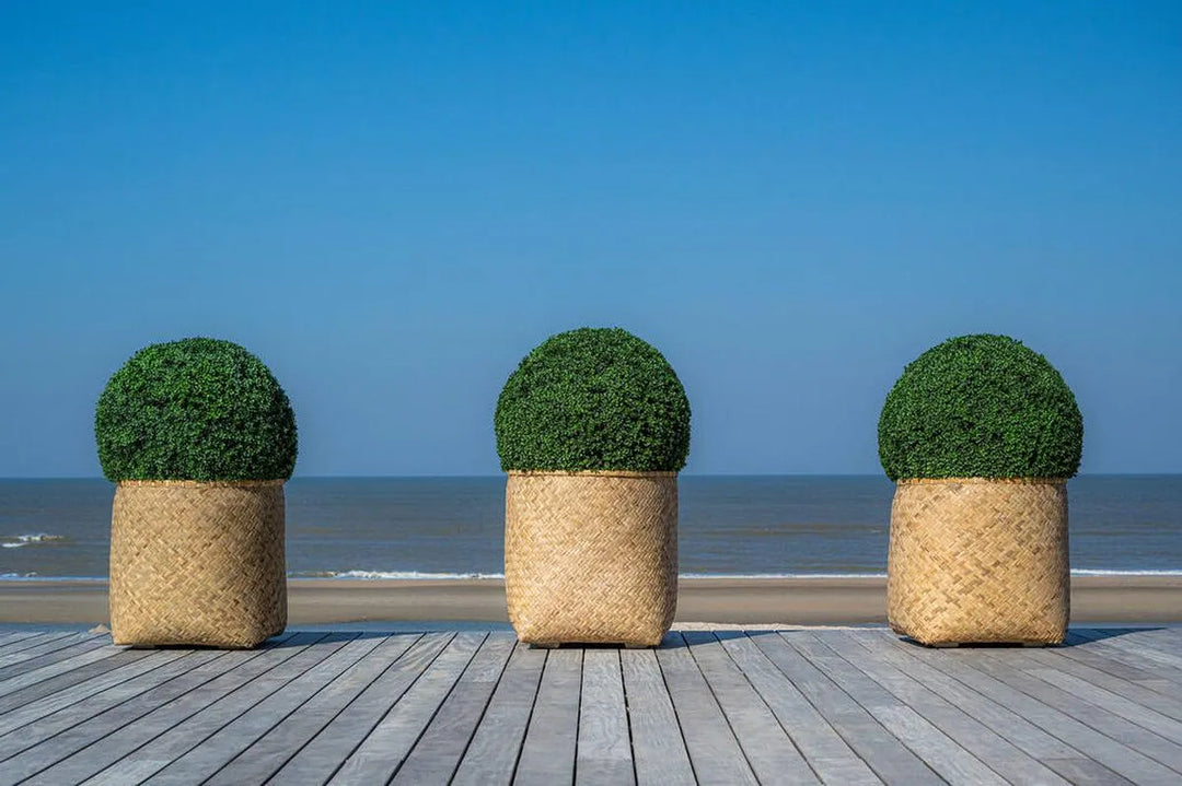 Boxwood XS, Groen