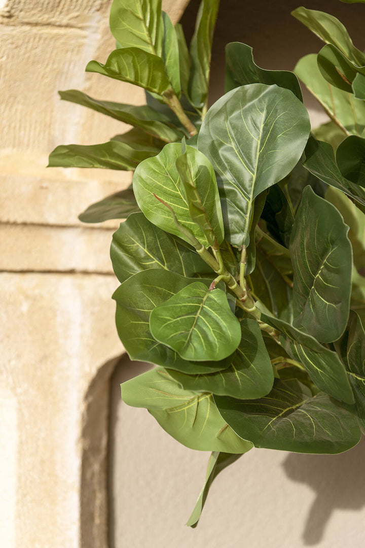 Pottery Pots - Nepplanten Ficus Lyrata L, Groen