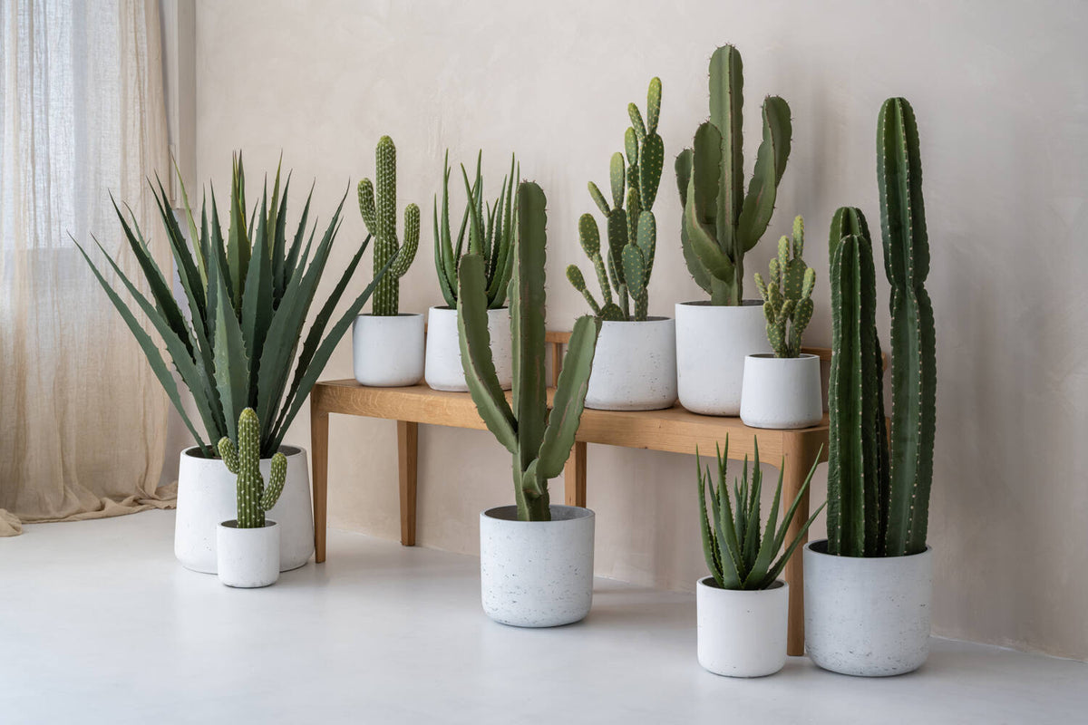Pottery Pots - Nepplanten Cactus Saguaro M, Groen