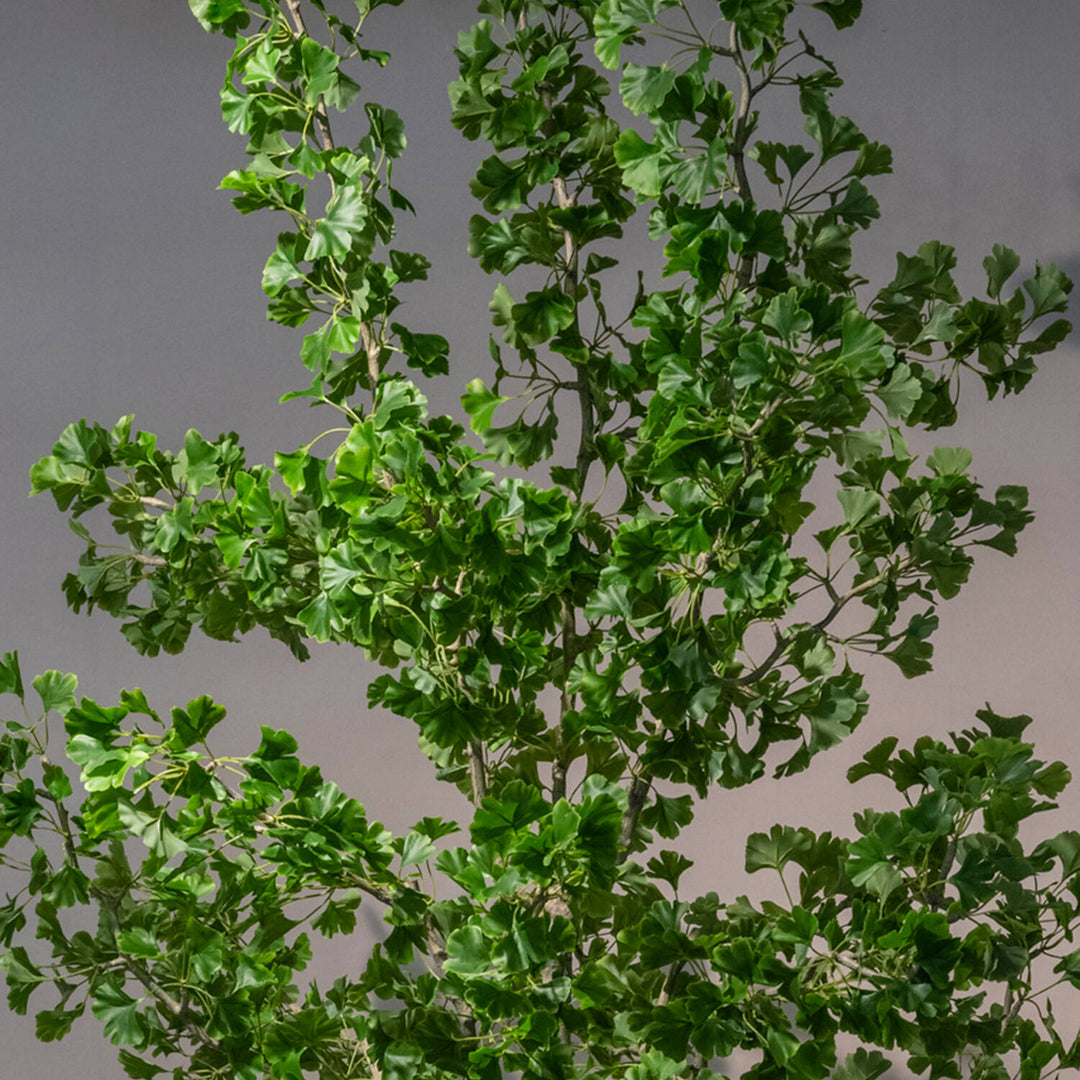Pottery Pots - Nepplanten Ginko Biloba Tree L, Groen