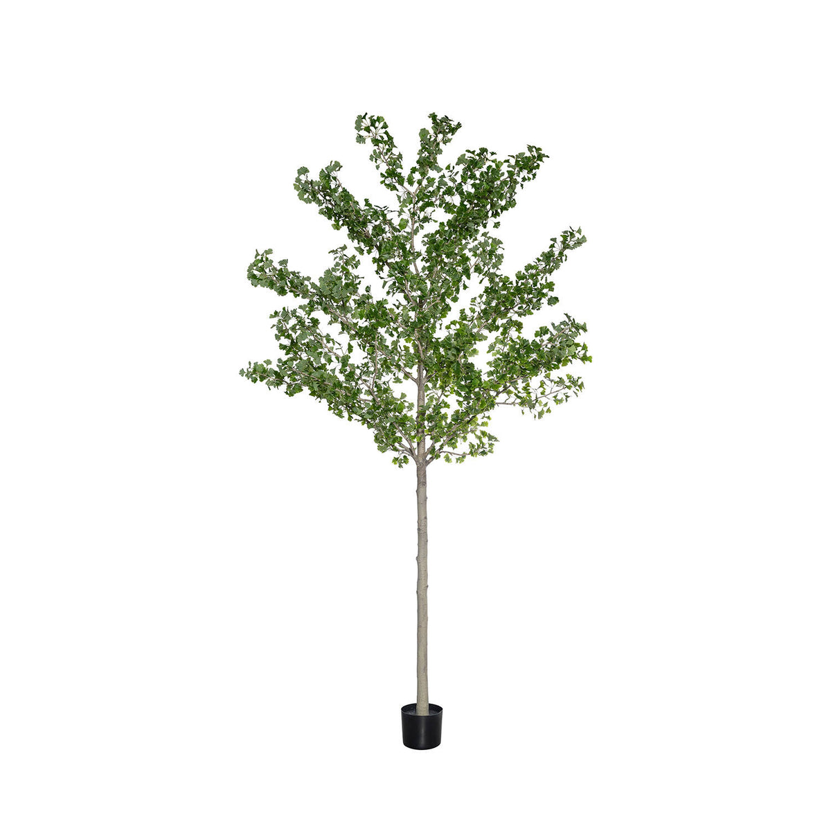 Pottery Pots - Nepplanten Ginko Biloba Tree XXL, Groen