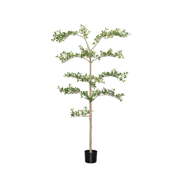 Pottery Pots - Nepplanten Buchida Buceras Shady Lady Tree L, Groen
