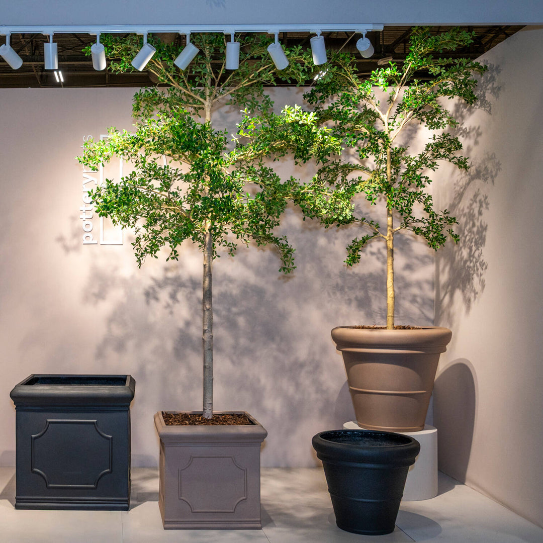 Pottery Pots - Nepplanten Buchida Buceras Shady Lady Tree XL, Groen