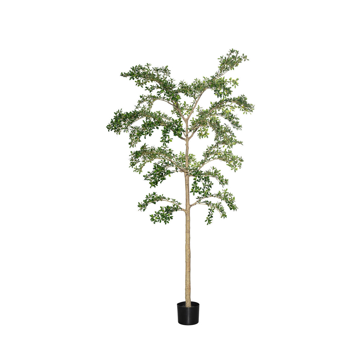 Pottery Pots - Nepplanten Buchida Buceras Shady Lady Tree XXL, Groen