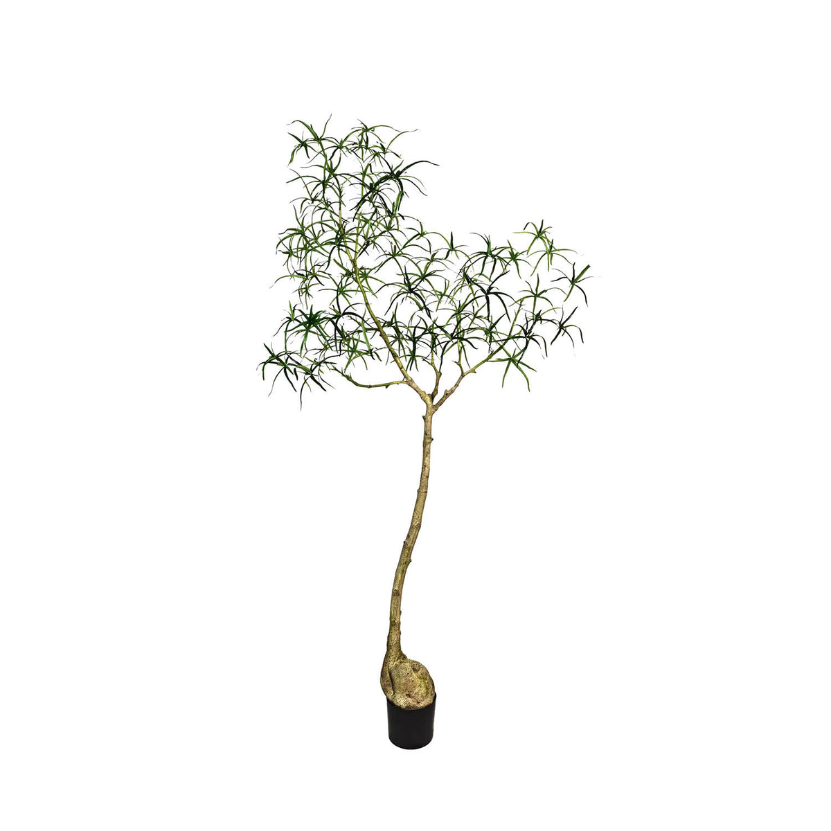 Pottery Pots - Nepplanten Queensland bottle Tree L, Groen