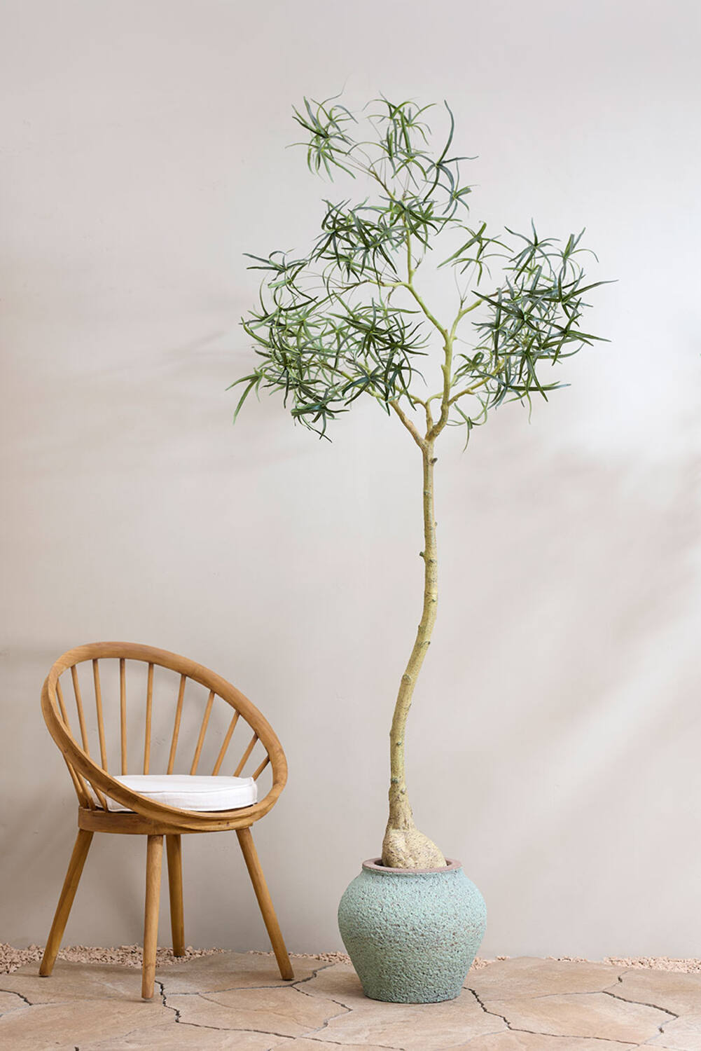 Pottery Pots - Nepplanten Queensland bottle Tree L, Groen