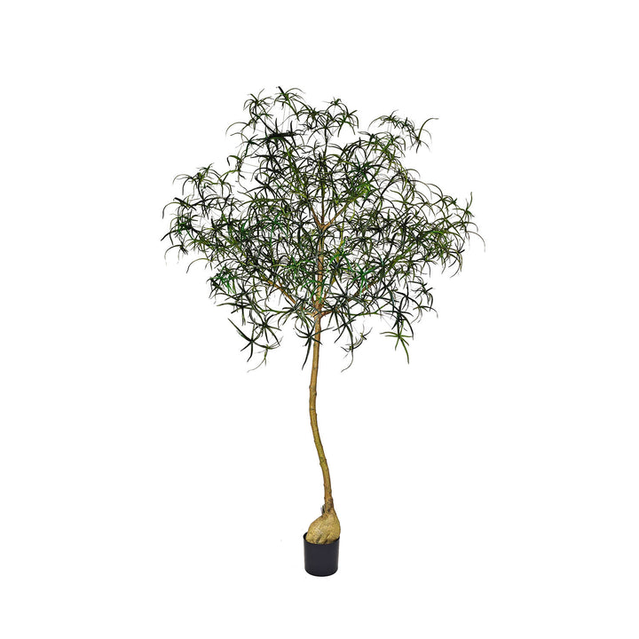 Pottery Pots - Nepplanten Queensland bottle Tree XL, Groen