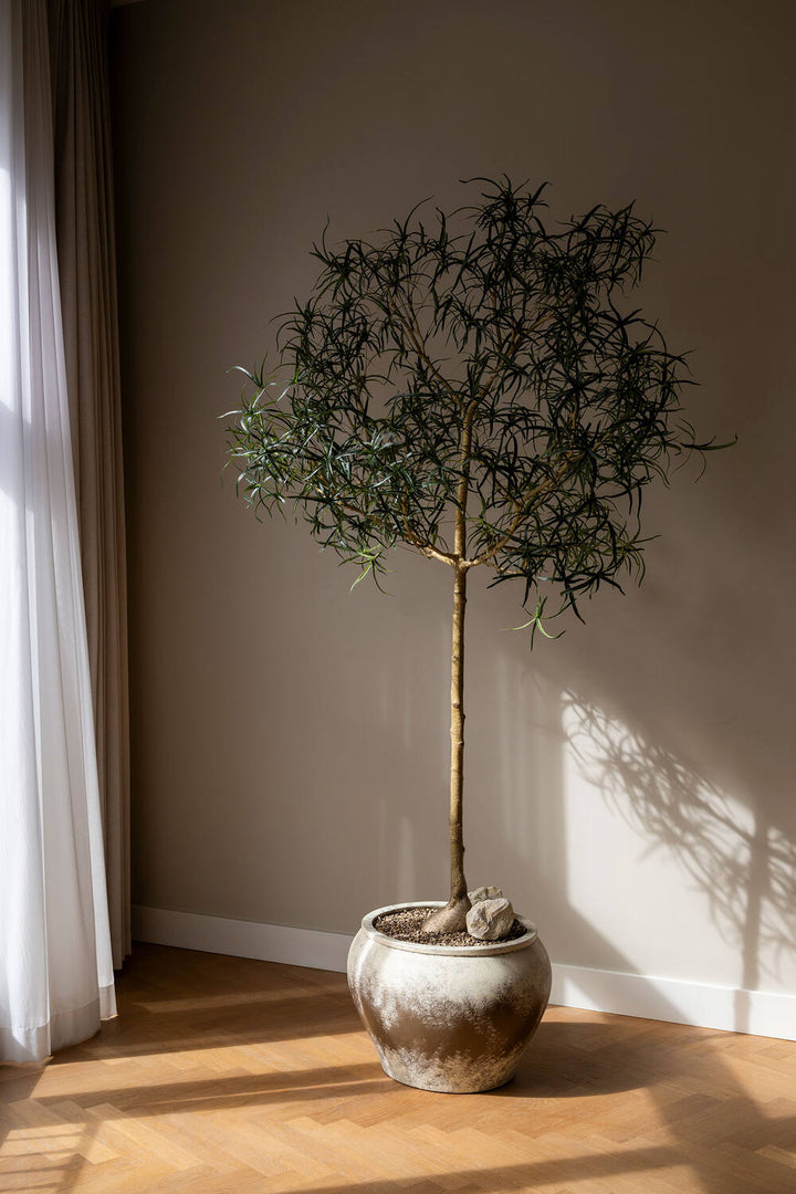 Pottery Pots - Nepplanten Queensland bottle Tree XL, Groen