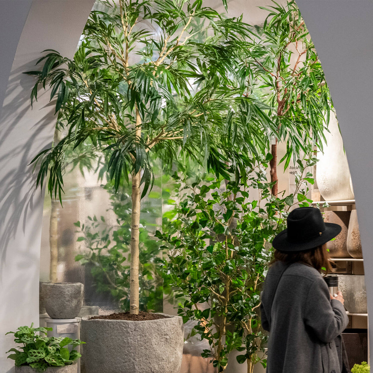 Pottery Pots - Nepplanten Ficus Alii Tree XL, Groen
