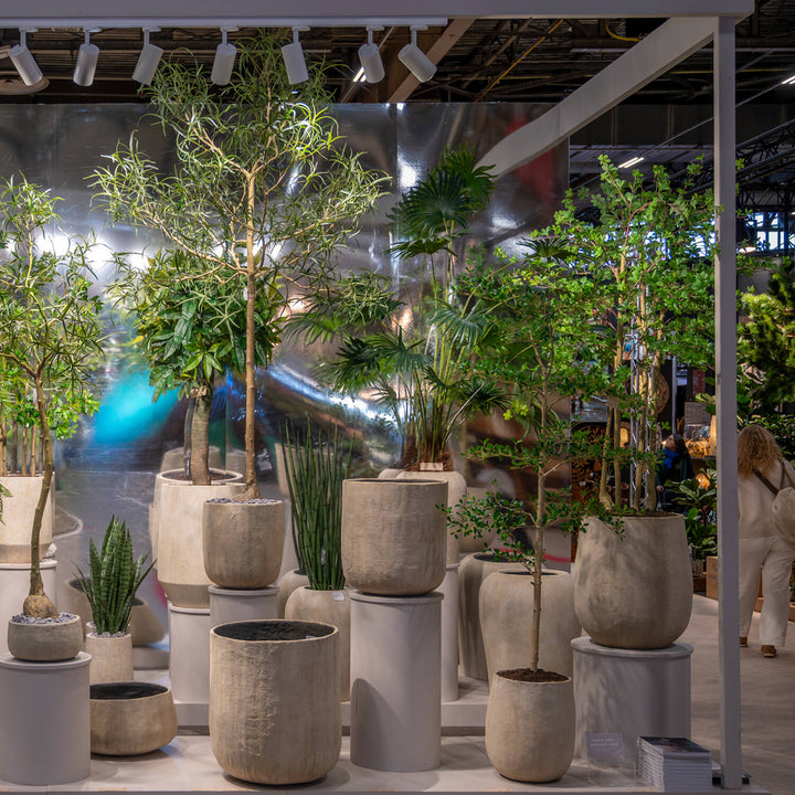 Pottery Pots - Nepplanten Sansevieria Cylindrica M, Groen