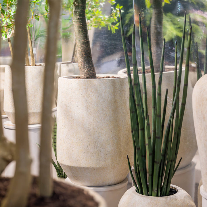 Pottery Pots - Nepplanten Sansevieria Cylindrica M, Groen