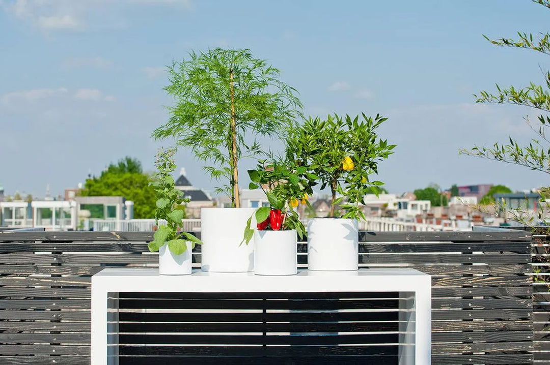 Max M, Glanzend Wit