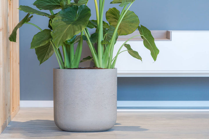 Pottery Pots - Bloempot Charlie XS, Grijs Washed