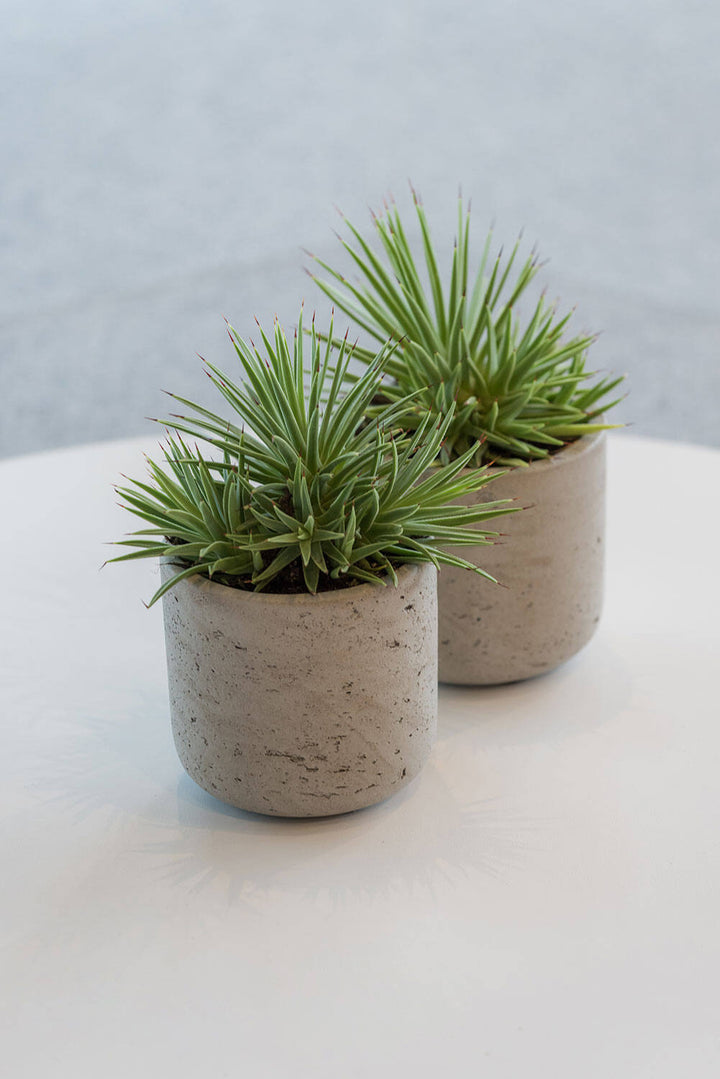 Pottery Pots - Bloempot Charlie XS, Grijs Washed
