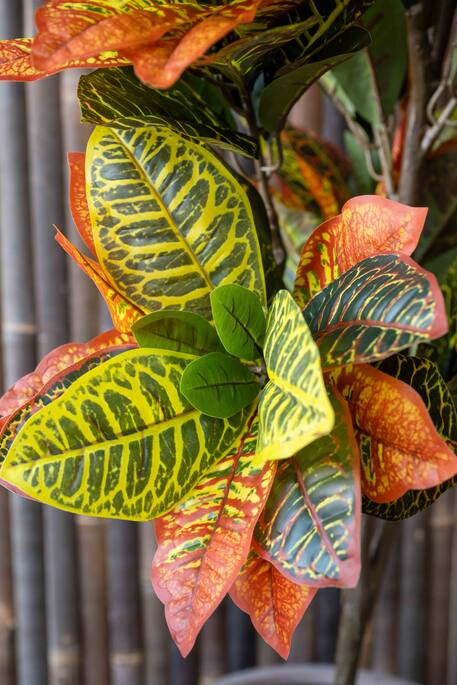 Pottery Pots - Nepplanten Codiaeum S, Groen