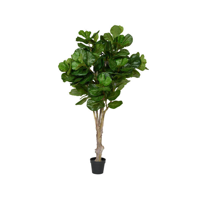 Pottery Pots - Nepplanten Ficus Lyrata L, Groen