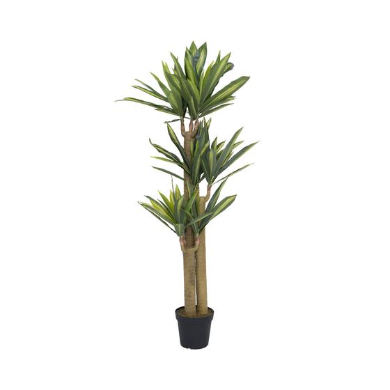 Pottery Pots - Nepplanten Dracena M, Groen
