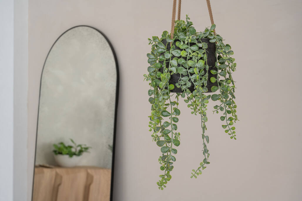 Pottery Pots - Nepplanten Senecio L, Groen