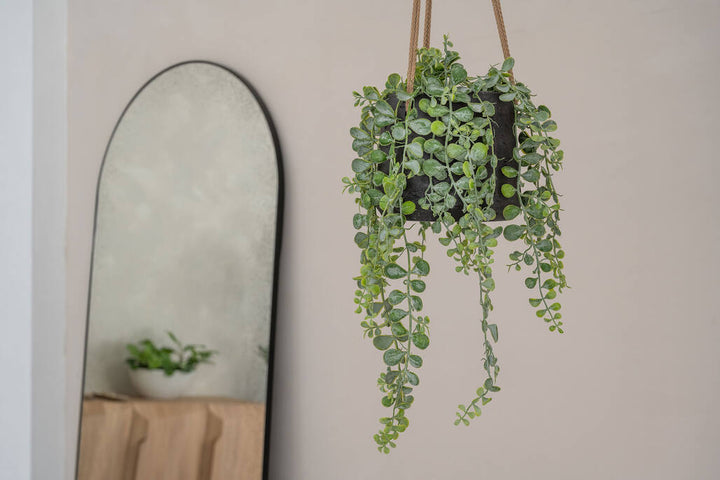 Pottery Pots - Nepplanten Senecio L, Groen