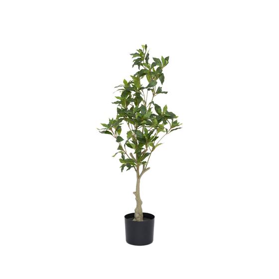 Pottery Pots - Nepplanten Pieris L, Groen